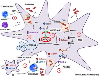 Immunopathogenesis of Hepatic Brucellosis